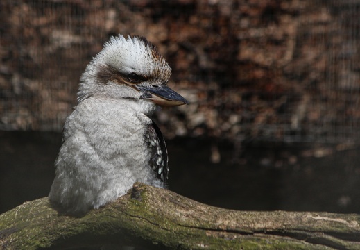 Lachender Hans