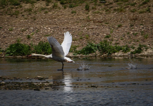 Schwan