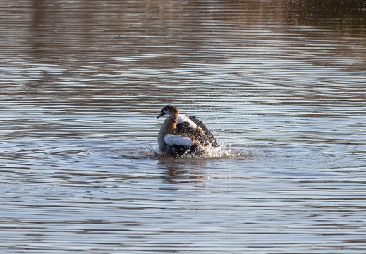 Nilgans beim Planschen