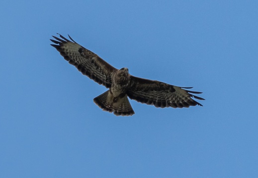 Mäusebussard
