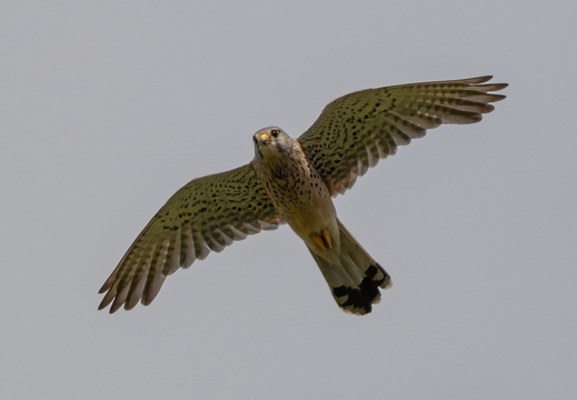 Turmfalke