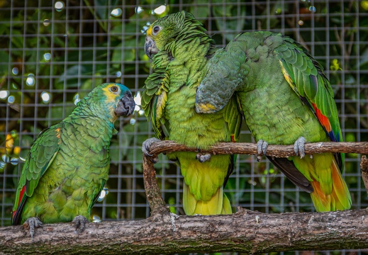 Amazonenpapageien
