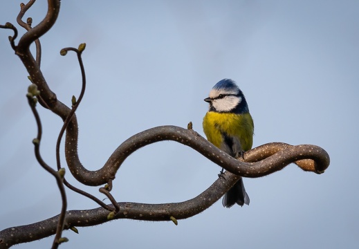 Blaumeise