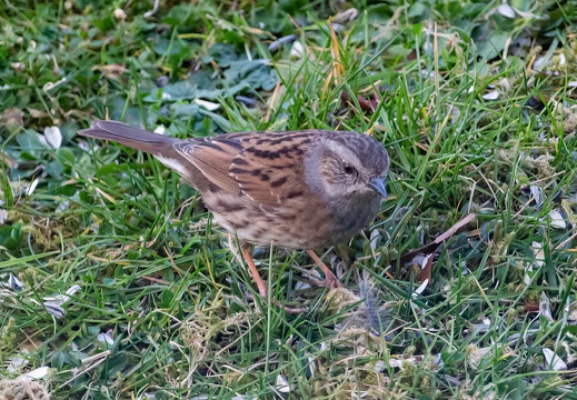 Heckenbraunelle
