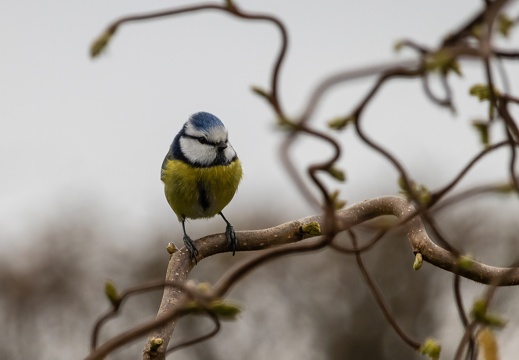 Blaumeise