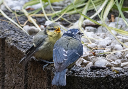 Blaumeisen