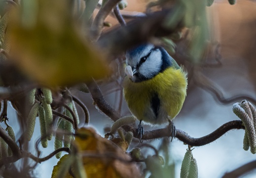 Blaumeise