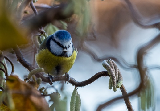 Blaumeise