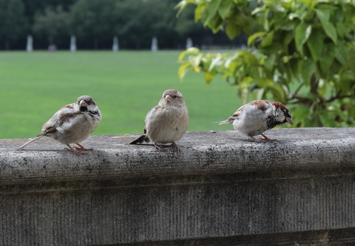 Sperlinge