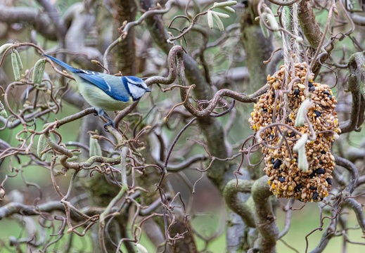 Blaumeise