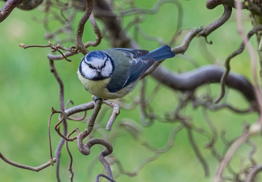 Blaumeise