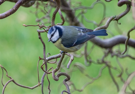 Blaumeise