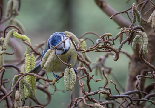 Blaumeise