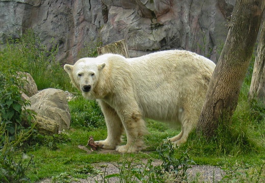 Eisbär