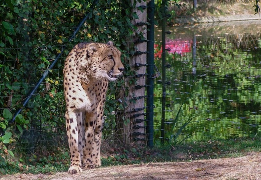 Gepard