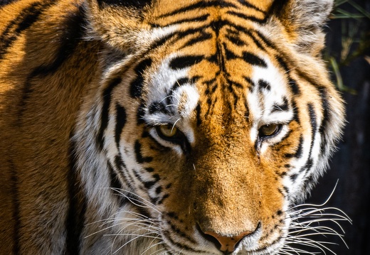 Amurtiger