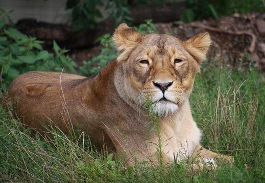 Löwin