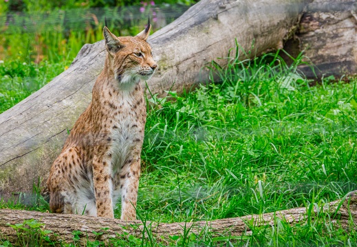 Luchs