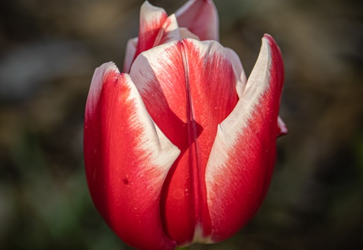 Tulpe