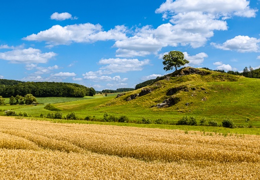 einsamer Baum