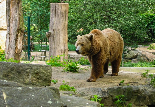 Grizzly-Bär