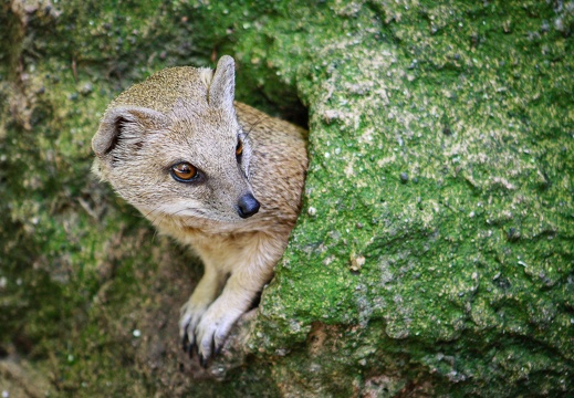 Erdmännchen