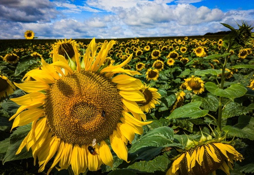Sonnenblumen