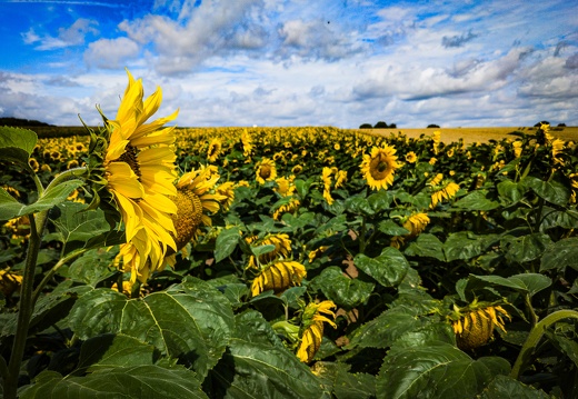 Sonnenblumen