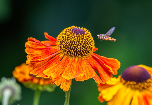 Schwebfliege an einer Sonnenbraut