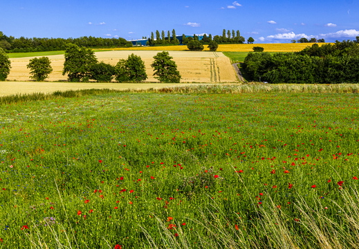Spaziergang durch Feld und Flur