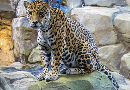 Leopard