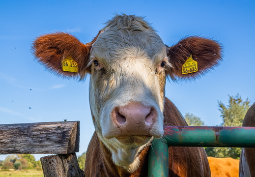 Moo!