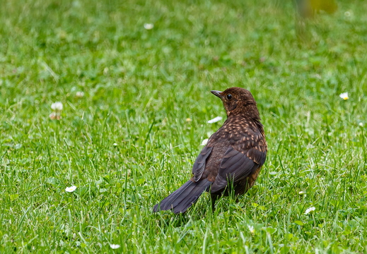 junge Amsel