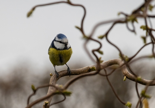 Blaumeise
