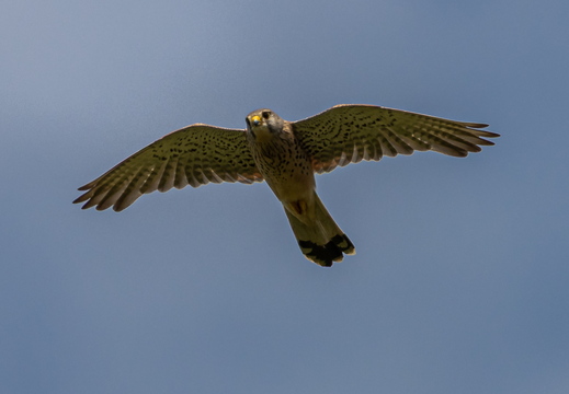 Turmfalke