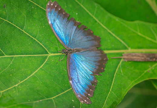 Blauer Morphofalter