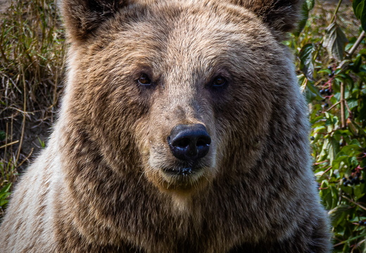 Europäische Braunbär