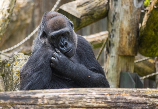 Gorilla