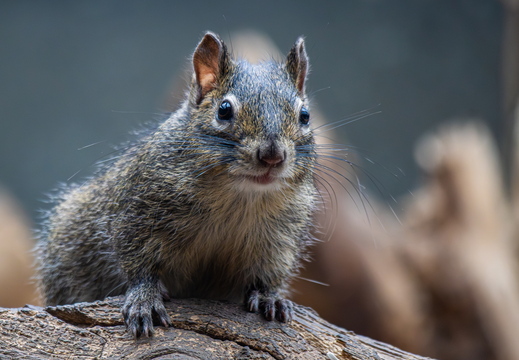 Hörnchen