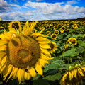 Sonnenblumen