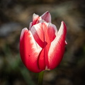 Tulpe