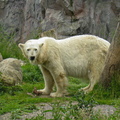 Eisbär