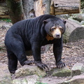 Malaienbär