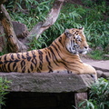 sibirischer Tiger