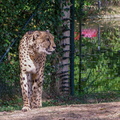 Gepard