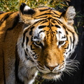 Amurtiger