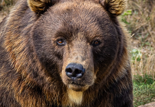 Kamtschatka Braunbär