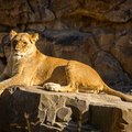 Löwin