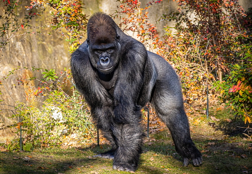 Gorilla