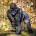 Gorilla